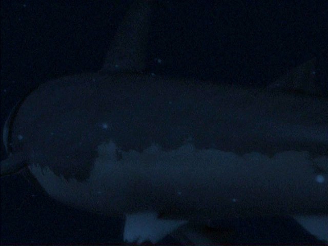 feature-megalodon-clip